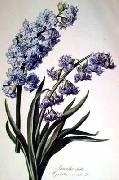 Cornelis van Spaendonck Prints Hyacinth oil painting reproduction